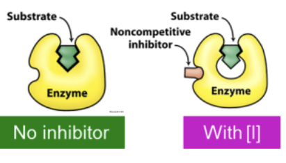 <p>Noncompetitive inhibitors bind independently of the S to the E resulting in an unproductive complex (either EI or ESI)</p>