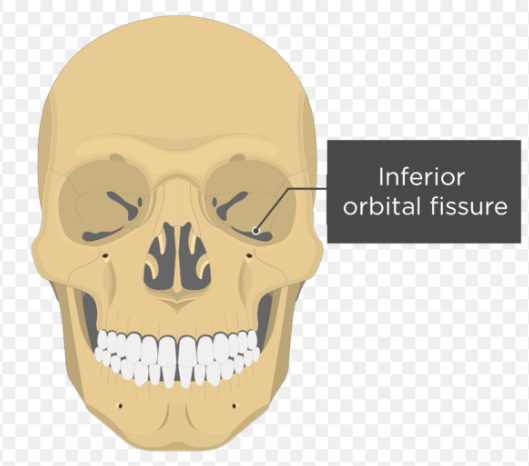 knowt flashcard image