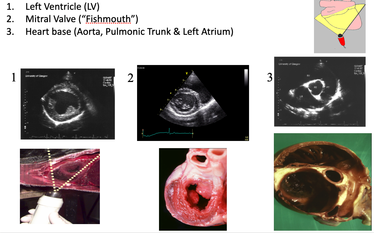 <p>The above are the three</p><ul><li><p><strong>Left Ventricle</strong> + papillary muscles</p><ul><li><p>Transducer near apical beat</p></li></ul></li><li><p><strong>Mitral Valve</strong> (Fishmouth)</p><ul><li><p>More cranial-dorsal view</p></li></ul></li><li><p><strong>Heart Base</strong> (Aorta, Pulmonic Trunk & Left Atrium)</p></li></ul><p></p>