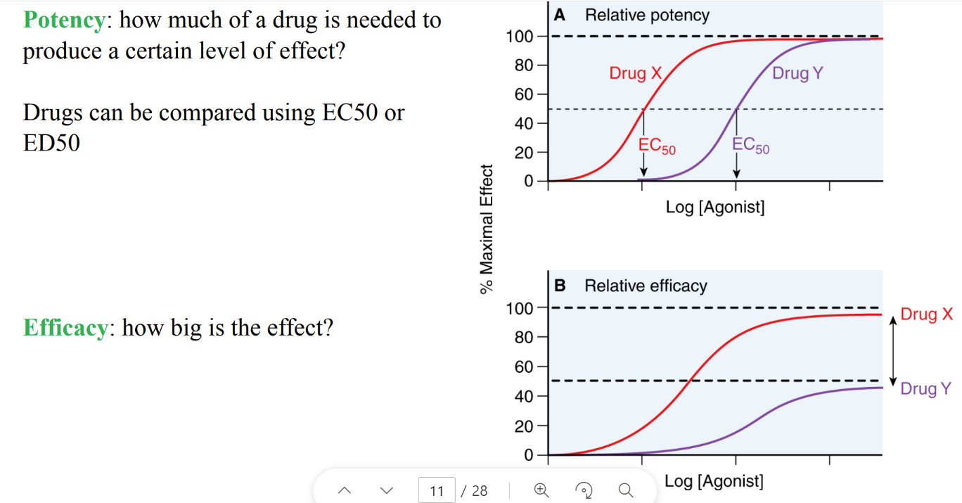 <p>potency: how much DRUG needed to get certain LEVEL of effect (ie 50%) </p><p>efficacy: how BIG is the effect </p>