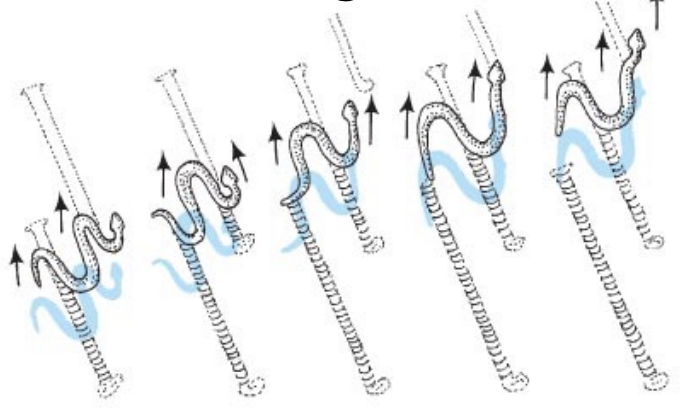 knowt flashcard image