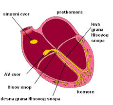<p>Koja središta upravljaju radom srca i kako?</p>