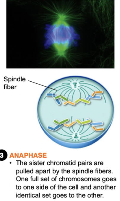 <ul><li><p>Sister chromatids are split apart at the centromere</p></li><li><p>Each side of the cell gets one set of homologues (one from dad’s genes and one from mom’s genes)</p></li><li><p>Cell becomes elongated</p></li></ul>