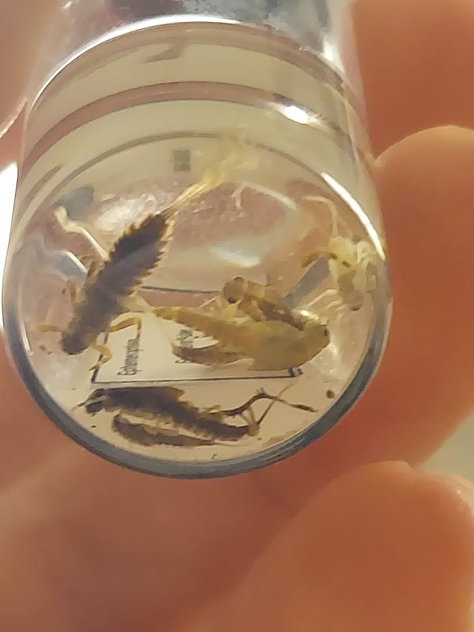 <p>Gills absent on abdominal segment 2</p><p>2 layered gills: top oval layer, and multi-lobed plate-like bottom layer (spiny)</p><p>Medium size, flattened</p>