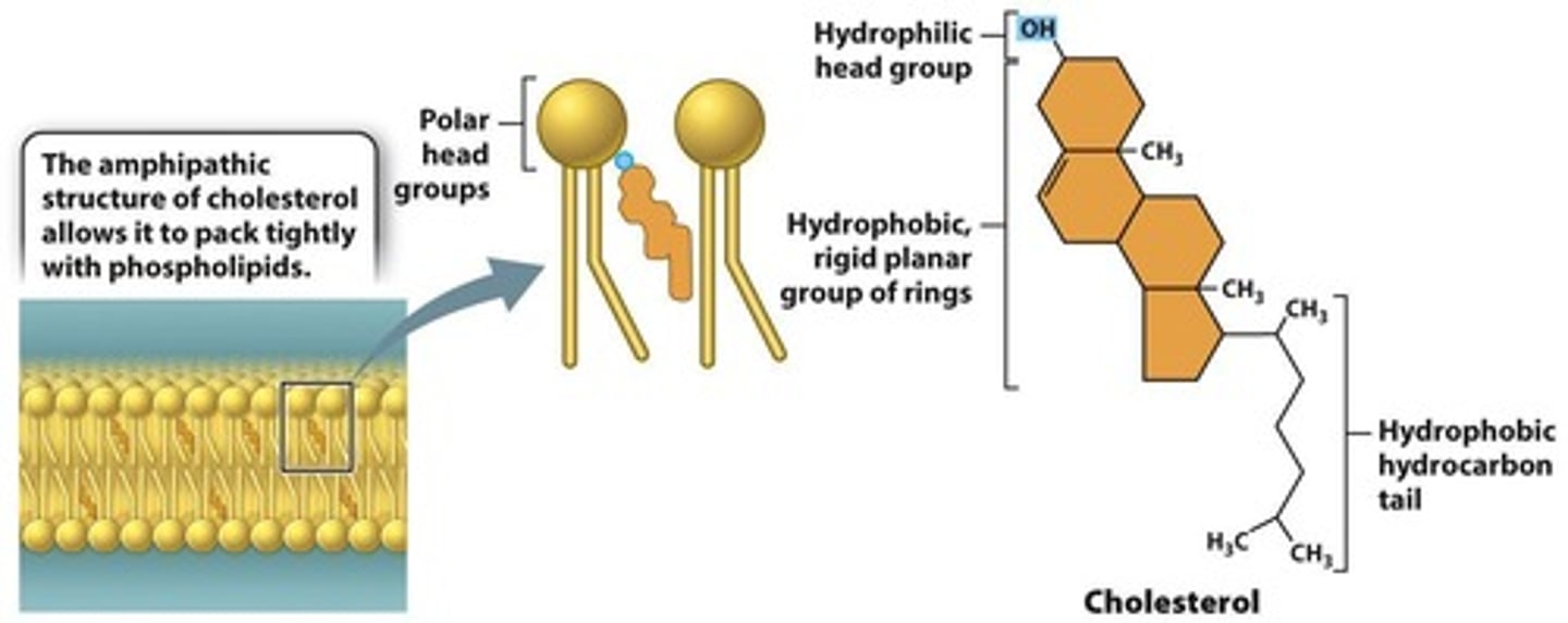 <p>Amphipathic molecules, like phospholipids and cholesterol, are crucial for forming the bilayer structure of membranes, allowing for selective permeability.</p>