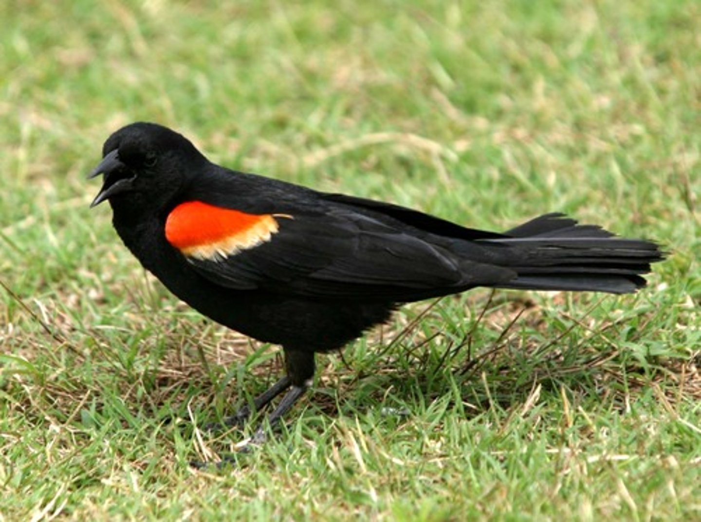 <p>Passeriformes</p><p>spot of red on the side of wing</p>