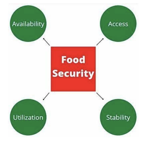 <ul><li><p><strong>Availability of food supplies</strong></p><ul><li><p>transportation chains</p></li><li><p>displacement </p></li><li><p>plantations </p></li></ul></li><li><p><strong>Access to sufficient food</strong></p><ul><li><p>healthy, nutritious food </p></li></ul></li><li><p><strong>Stabilities of supplies</strong></p><ul><li><p>natural variations</p></li><li><p>climate change</p></li><li><p>reservation limitations </p></li></ul></li><li><p><strong>Cultural acceptability</strong></p><ul><li><p>traditional food</p></li><li><p>environmental dispossession</p></li><li><p>governmental policies </p></li></ul></li></ul>