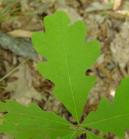 <p>This oak species is in the group of oaks that often provides less bitter (lower tannin level) acorns every year.</p><p>True or False</p>