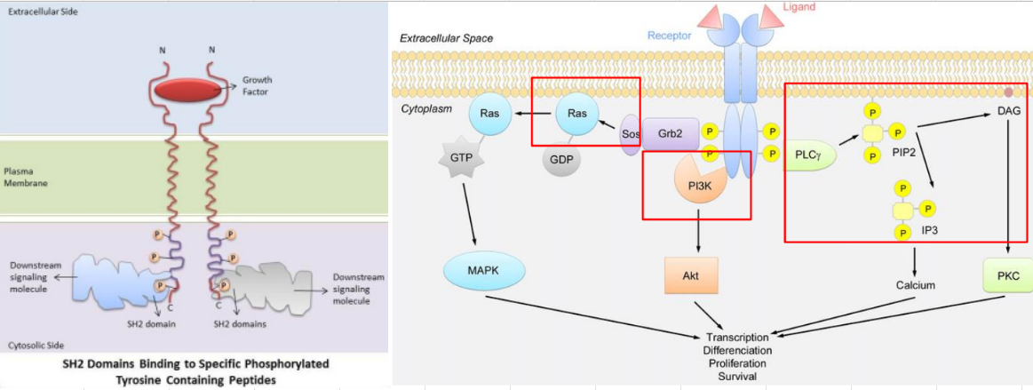 <p>Receptor Tyr Kinase: Signal Transduction:</p><ul><li><p>Start ___</p></li><li><p>___ step causes recruitment of specific ___ ___ that must have a sequence of AA that recognize ___ residue</p><ul><li><p>Sequence of AA called ___ ___</p></li></ul></li><li><p>Those proteins can activate different signal transduction pathways at the same time</p><ul><li><p>EX of pathways: ___ ___, ___-___, ___ ___ ___</p></li></ul></li></ul><p></p>