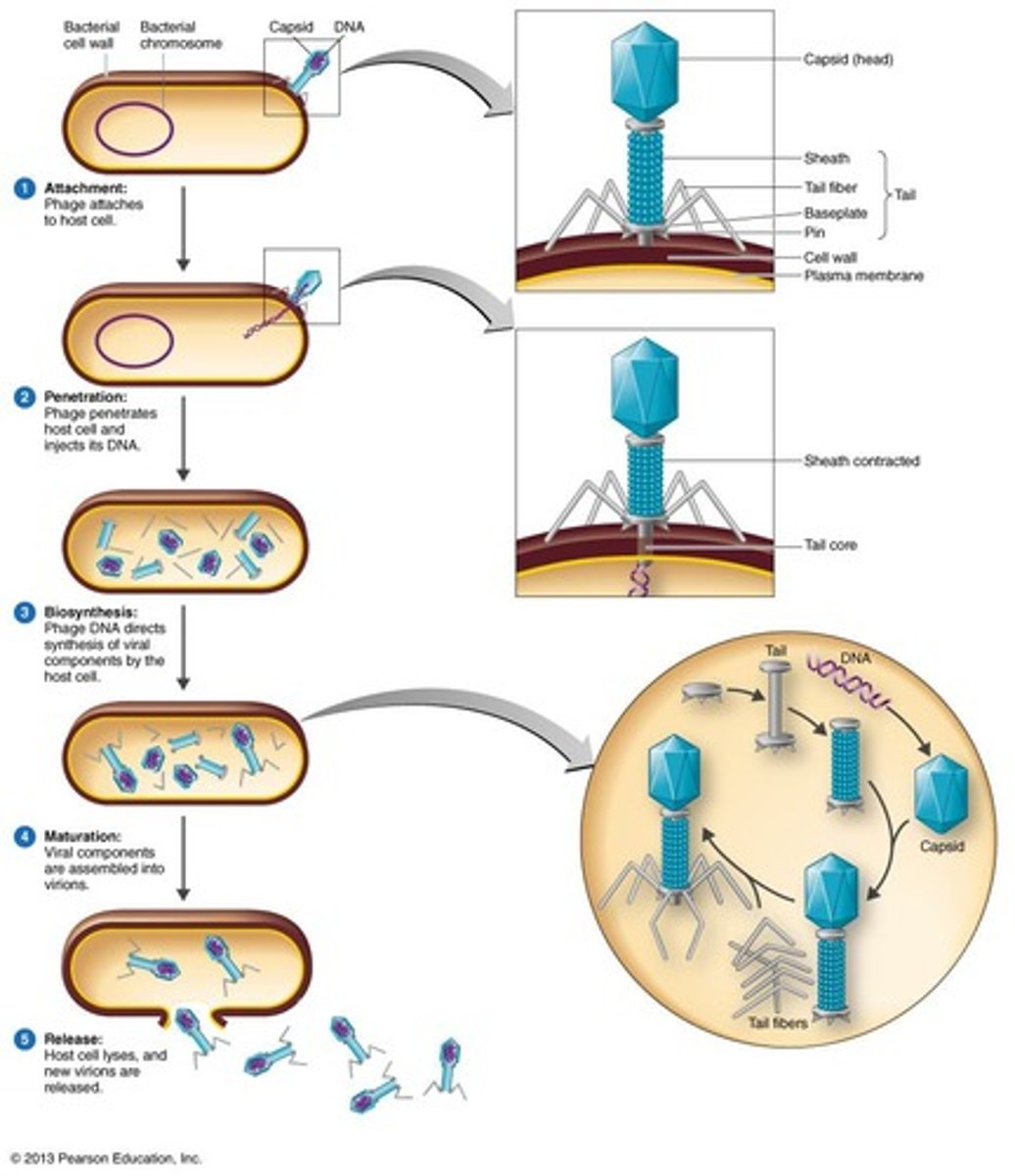 <p>Virus hijacks host cell, producing new virions.</p>