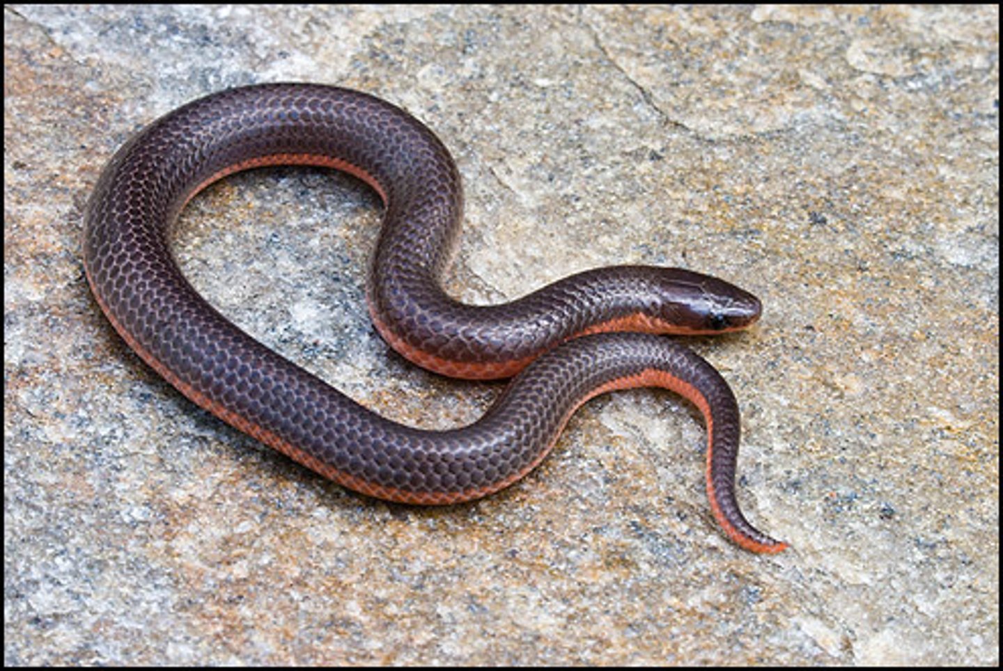 <p>Carphophis amoenus amoenus</p>