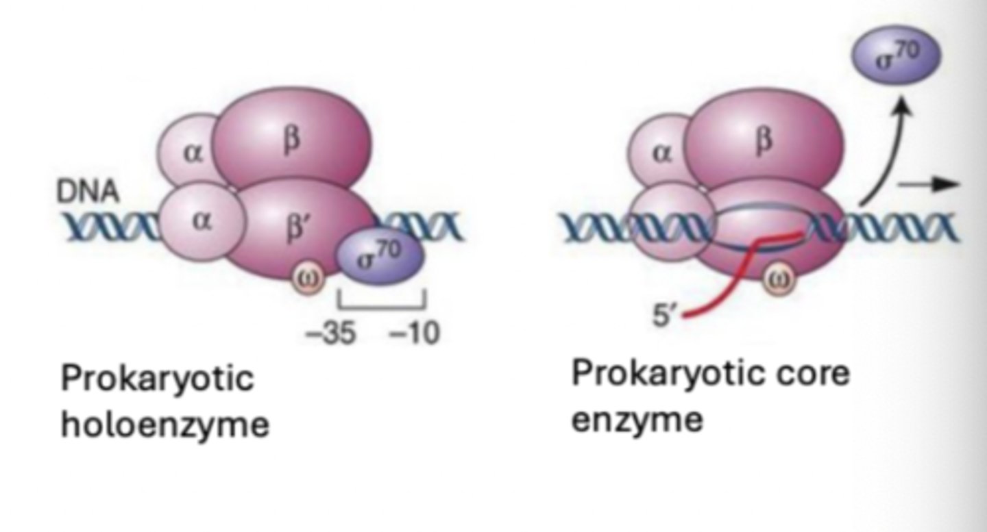 <p>locating the promoter depends on this</p><p>- decreases enzymes affinity for general DNA regions</p><p>- allows RNA polymerase to "scan" for promoter along DNA</p>