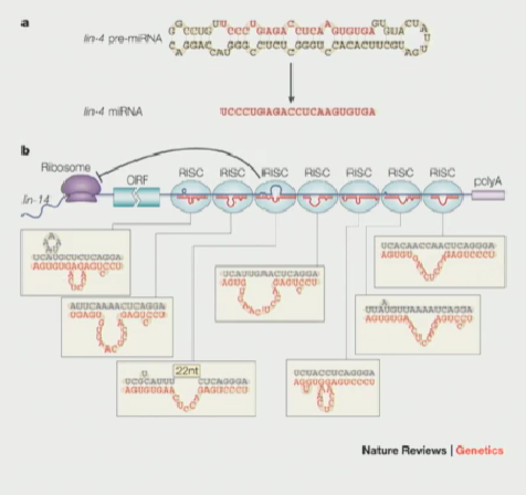 <ul><li><p>C. elegans has 4 larval stages, and then adulthood</p></li><li><p>Every larval stage has unique characteristics</p></li><li><p>lin-4 is a mutant that made the C. elegans keep repeating larval stage one → never moving onto stage 2 → never becoming an adult</p></li><li><p><strong>How do animals make the switch between growth stages?</strong></p></li><li><p>lin-14 is a different mutant that allowed growth to proceed, but there was one version that acted similarly to lin-4</p></li><li><p><strong>This abnormal lin-14 and lin-4 have to be connected in some way?</strong></p></li><li><p><strong>Investigators discovered that what was correcting the lin-4 to act normally was an RNA</strong></p></li><li><p>This mRNA was initially folded into a 62 long sequence with bumps, and was later cut down to a 22 long mRNA called lin-4</p></li><li><p>One lin-14 unit that didnt act correctly made an mRNA that did not have a UTR</p></li><li><p>In a wild type lin-14, there are many sites in the 3’ UTR that are imperfect antisense sites to lin-4</p></li><li><p><strong>lin-4 probably interacts in an imperfect way to these sites in the lin-14 to somehow destabilize it OR block its translation. By doing this, the animal uses this as a trigger to jump into the next larval stage</strong></p></li></ul><p></p>