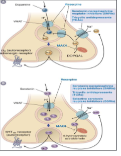 <p><span style="font-size: calc(var(--scale-factor)*27.80px)">Reuptake inhibitors</span><span><br></span><span style="font-size: calc(var(--scale-factor)*24.02px)">Tricyclic antidepressants (TCAs)</span><span><br></span><span style="font-size: calc(var(--scale-factor)*24.05px)">Selective serotonin reuptake inhibitors (SSRIs)</span><span><br></span><span style="font-size: calc(var(--scale-factor)*24.02px)">Serotonin / Noradrenaline reuptake inhibitors (SNRIs)</span><span><br></span><span style="font-size: calc(var(--scale-factor)*27.77px)">• Monoamine receptor antagonists</span><span><br></span><span style="font-size: calc(var(--scale-factor)*27.77px)">• Monoamine oxidase inhibitors</span><span><br></span><span style="font-size: calc(var(--scale-factor)*27.80px)">• Melatonin receptor agonist</span><span><br></span><span style="font-size: calc(var(--scale-factor)*27.80px)">• Other agents→ Ketamine</span></p>
