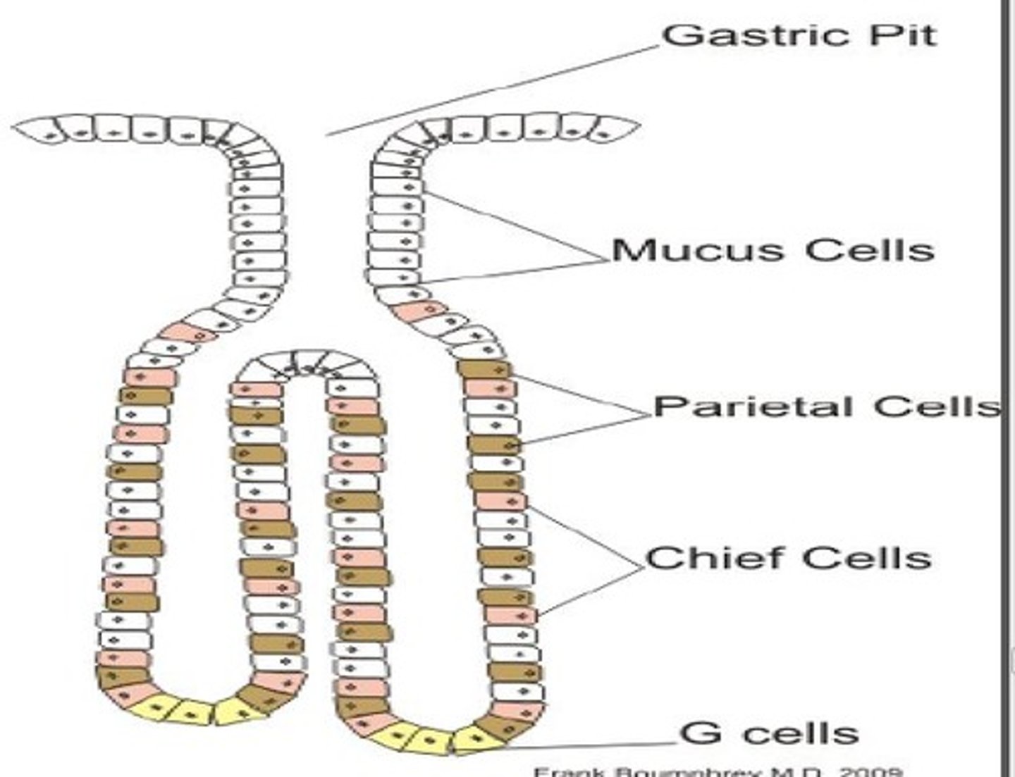 <p>Produce <strong>HCl</strong> and also <strong>Intrinsic Factor</strong> in humans</p>