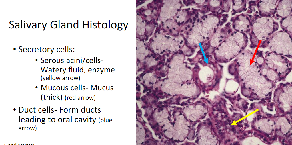 <p>Secretory cells: <strong>acini</strong> and <strong>mucous cells</strong></p><p><strong>Duct cells</strong>: form ducts → oral cavity</p>