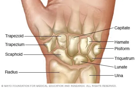 <p>T—trapezium</p><p>T—trapezoid</p><p>C—capitate</p><p>H—hamate</p><p>P—pisiform</p><p>T—triquetrum</p><p>L—lunate</p><p>S-scaphoid</p>