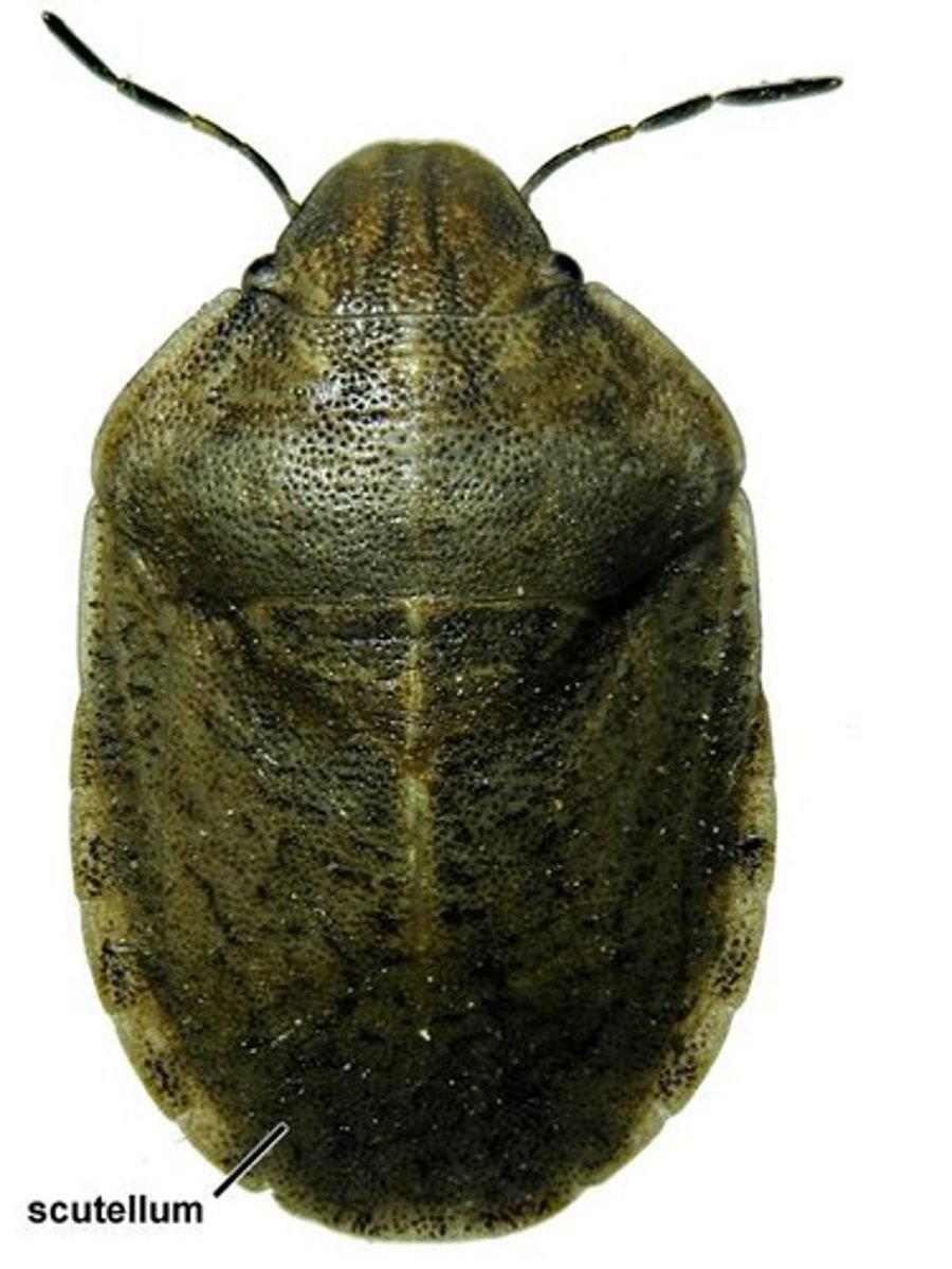 <p>Shield-backed bugs</p>