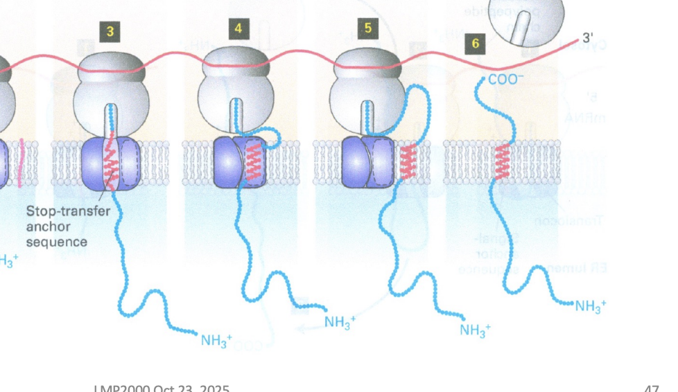 <ul><li><p>they have a hydrophobic part of their chain which acts as a “stop trasnfer” signal to the translocon, so the rest of tit never goes through </p></li></ul><p></p>