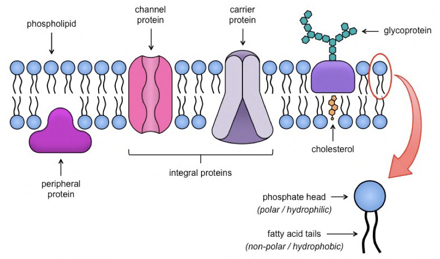 <p><span>act as gateways and can transform, helping in facilitated diffusion and active transport</span></p>