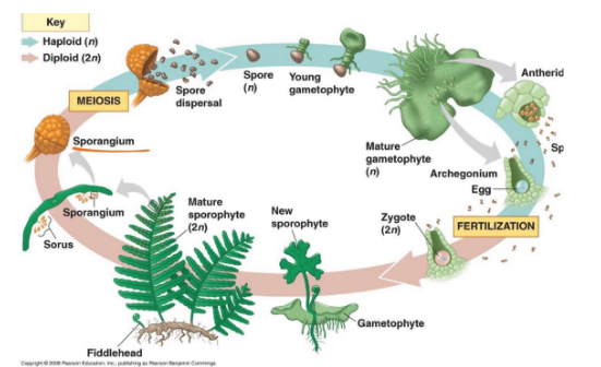 <p>what is the life cycle of a fern (pterophyta)?</p>