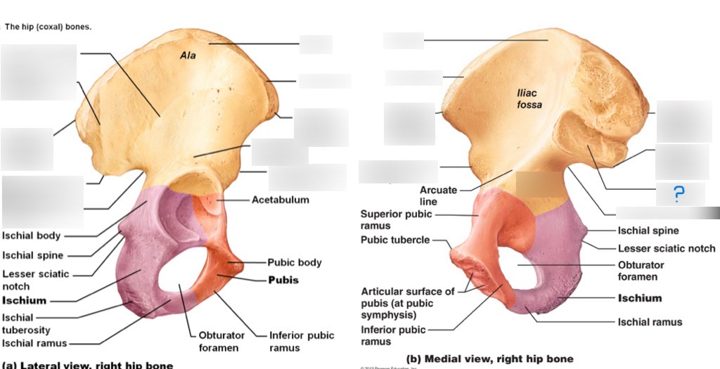 <p>What is this part of the ilium?</p>