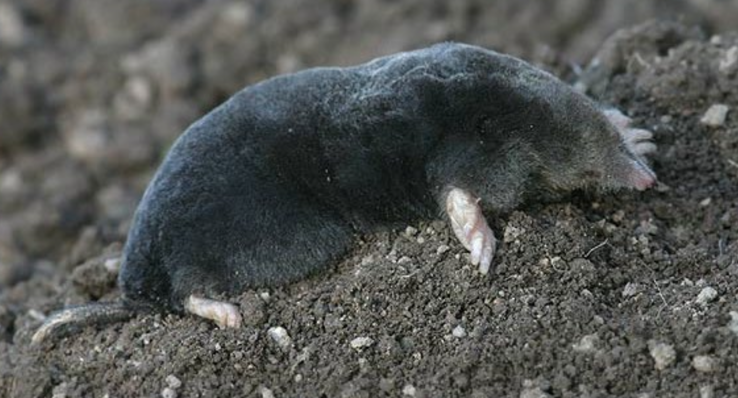 <p><strong>Beschreibung</strong></p><p class="p1"><span style="line-height: normal;"><span>− </span></span>walzenförmiger Körper</p><p class="p1"><span style="line-height: normal;"><span>− </span></span>dichtes braunschwarzes Fell, ohne Strich</p><p class="p1"><span style="line-height: normal;"><span>− </span></span>Rüsselscheibe</p><p class="p1"><span style="line-height: normal;"><span>− </span></span>Grabschaufeln</p><p class="p1"><strong>In der Schweiz 2 Arten</strong></p><p class="p1"><em>T. europaea</em></p><p class="p1">Europäischer Maulwurf</p><p class="p1">offene Augen</p><p class="p1">T. caeca</p><p class="p1">Blindmaulwurf</p><p class="p1">blind, Auge mit Schutzhaut überzogen</p>