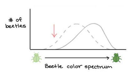 <ul><li><p>favours individuals with a trait at one extreme of distribution </p></li><li><p>selects against the average and the other extreme </p></li></ul><p></p><p>examples: </p><ul><li><p>the progressive change in coloration of peppered moths </p></li><li><p>antibiotic-resistant bacteria </p></li></ul><p></p>