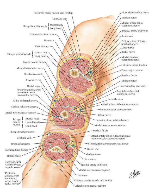 <p>The lateral and medial intermuscular septum</p>