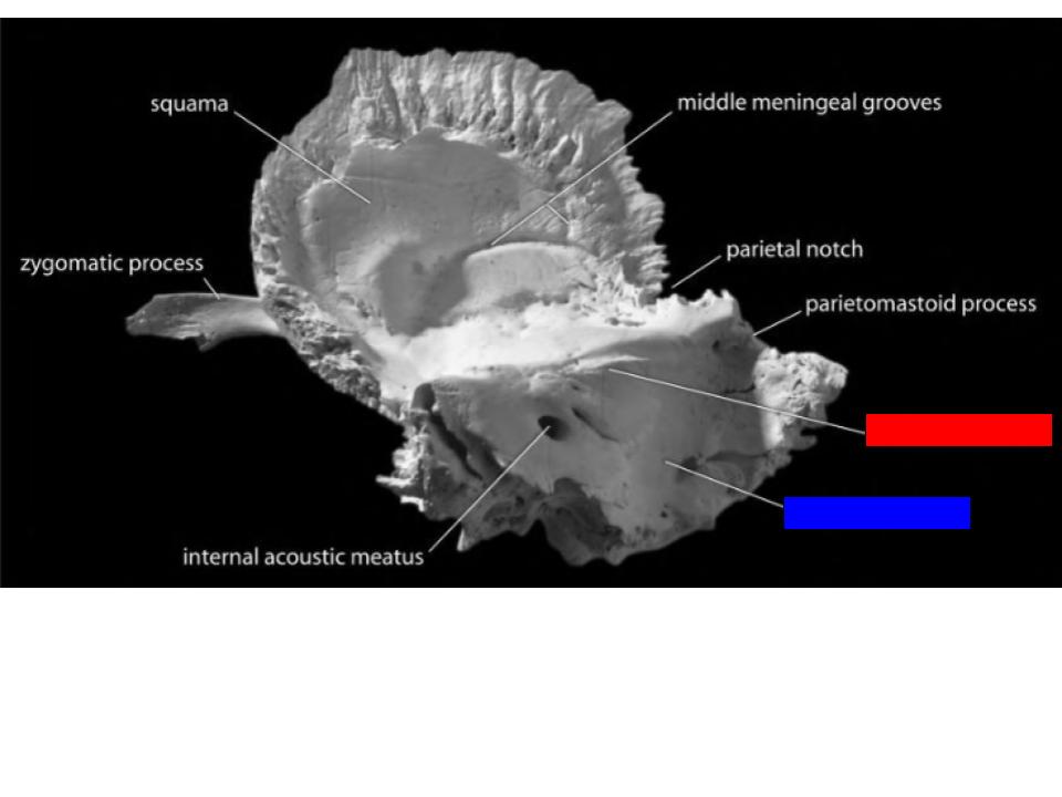<p>What is the structure labeled in red?</p>