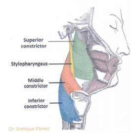 <ul><li><p>constrictor superior</p></li><li><p>constrictor medio</p></li><li><p>constrictor inferior</p></li></ul>