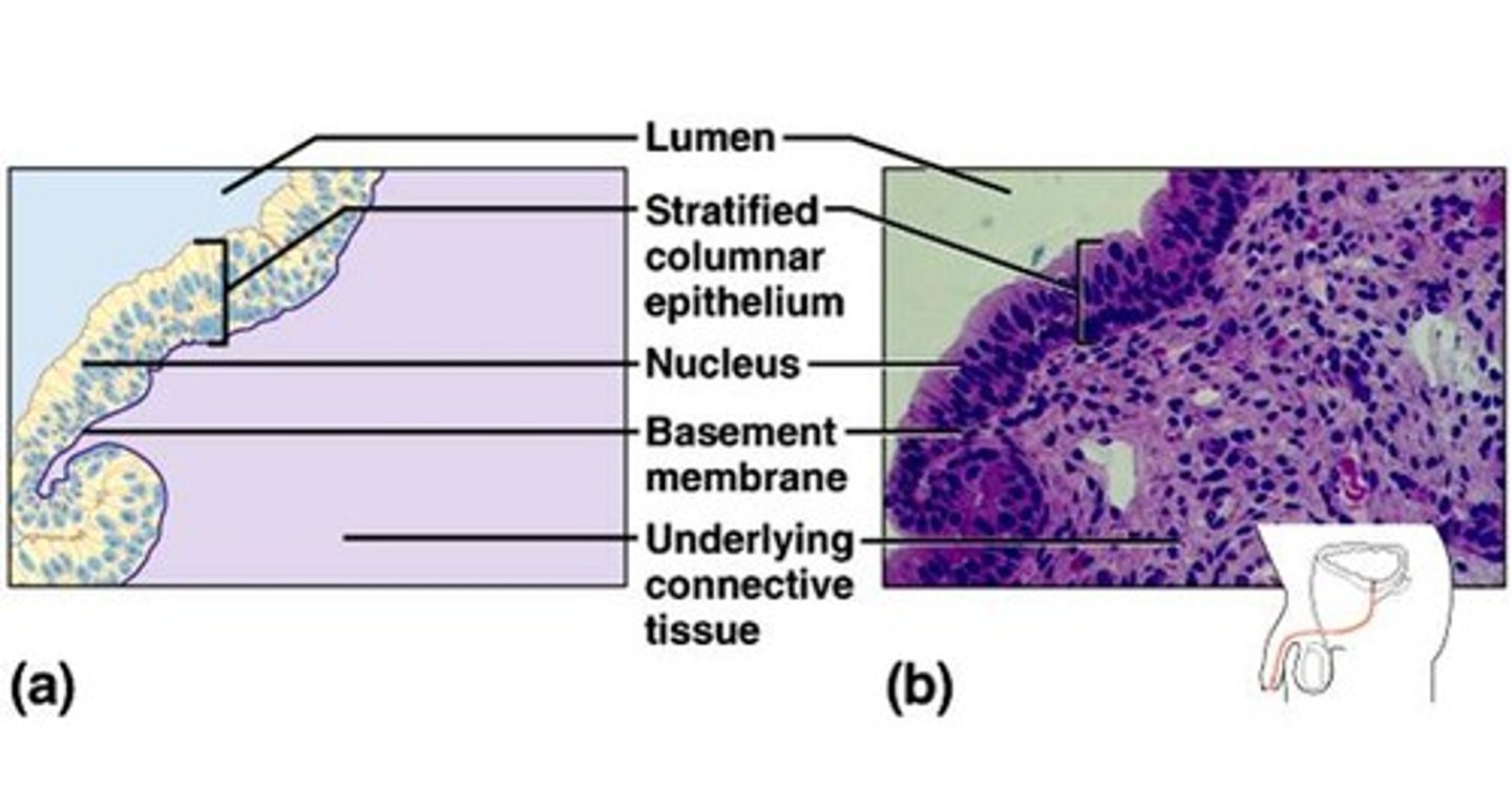 <p>Structure: Multiple layers of "column-shaped" cells, basement membrane</p><p>Function: Protection, secretion</p><p>Location: Rare in body, very small amounts in male urethra and in large ducts of some glands</p>