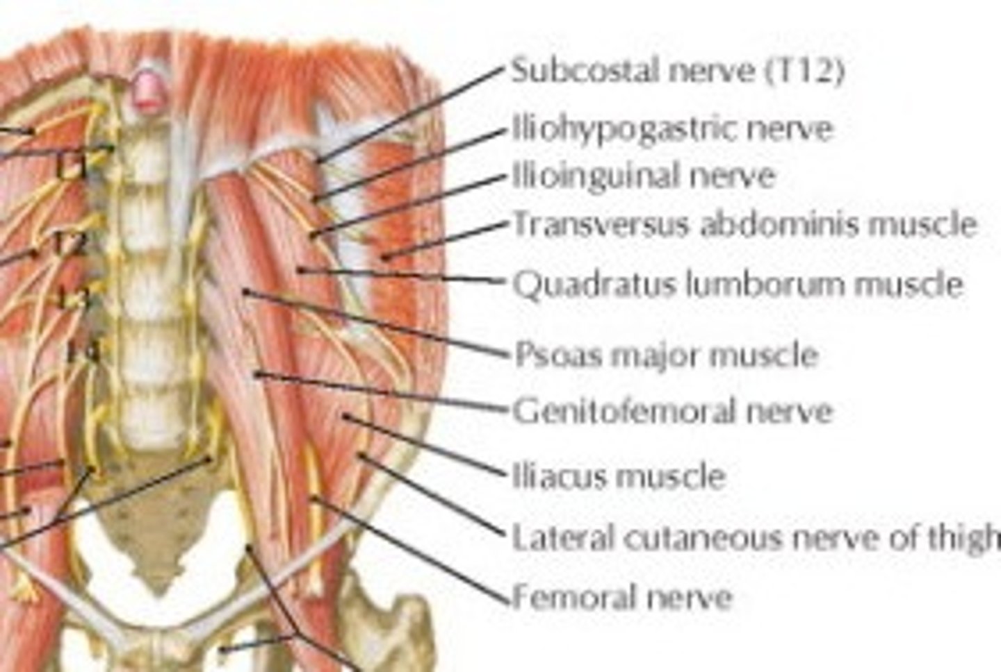 <p>Lumbar spinal nerve L1 superficial to quadratus lumborum</p>