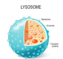 <p>Lysosomes </p>