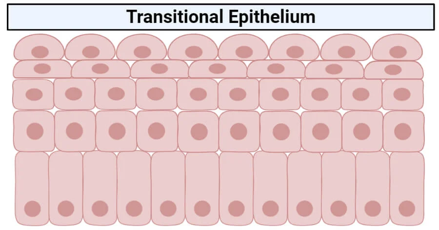 <ul><li><p>Basal cuboidal/columnar</p></li><li><p>Cells can stretch to allow increase in urine</p></li><li><p>Located:</p><ul><li><p>Hollow urinary organs</p></li><li><p>Bladder, ureters, urethra</p></li></ul></li></ul><p></p>