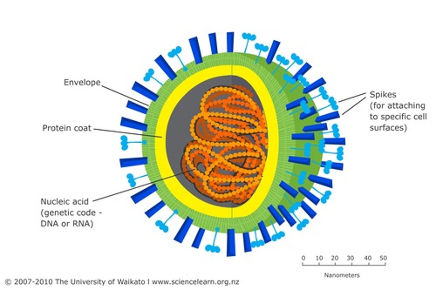 <p>Tiny, genetic material encased in a protein coat, only replicate inside a host, not considered cells, DNA or RNA (not both)</p>