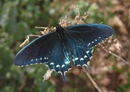 <p>Swallowtails</p>