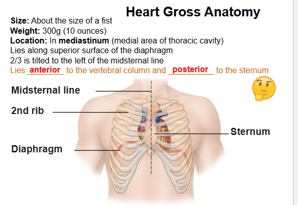 <p>Mediastinum, above the diaphragm tilted 2/3 to the left  </p>