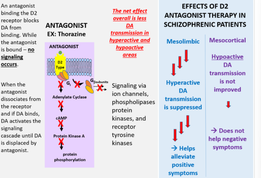 <p>An antagonist binding the D2 receptor blocks DA from binding. NO signaling occurs while the antagonist is bound</p><p></p><p>The net effect is less DA transmission in hyperactive and hypoactive areas</p><p></p><p>Suppresses hyperactive DA transmission in the Mesolimbic which helps alleviate positive symptoms</p><p></p><p>Hypoactive transmission in the Mesocortical is not improved which does not help negative symptoms</p>