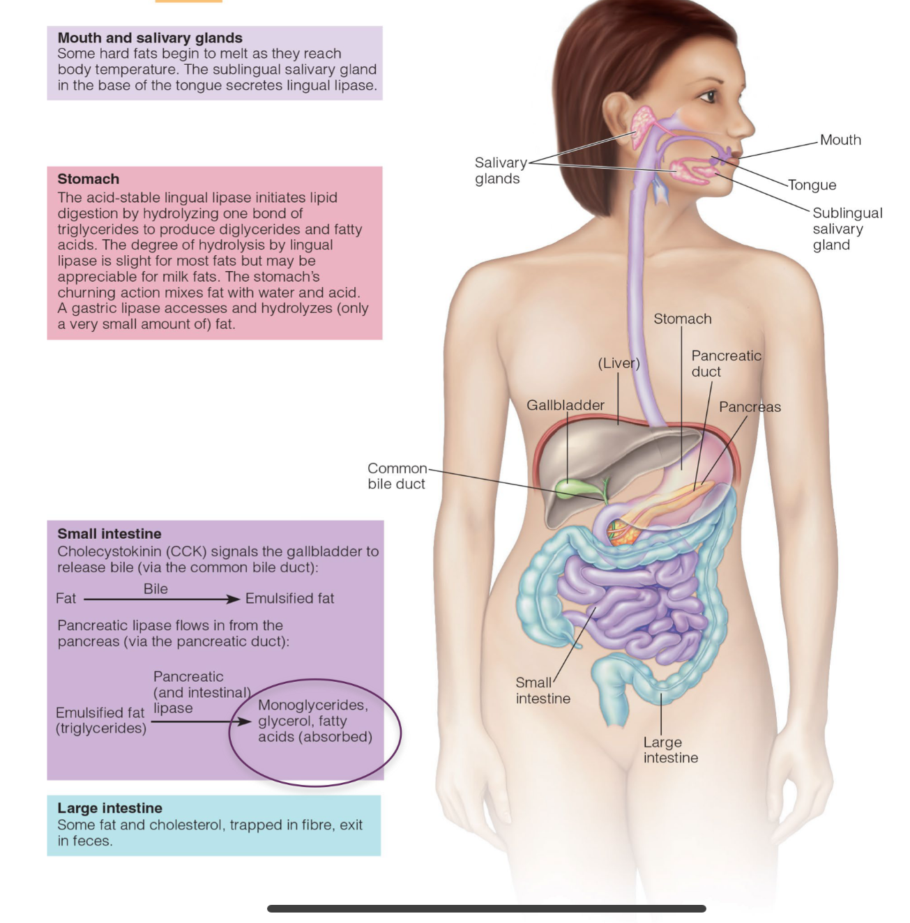 <p>The acid-stable lingual lipase initiates lipid digestion by:</p><p> hydrolyzing one bond of triglycerides to produce diglycerides and FA. The degree of hydrolysis by lingual lipase is slight for most fats but may be appreciable for milk fats. </p><p></p><p>The stomach's churning action mixes fat with water and acid.</p><p>A gastric lipase accesses and hydrolyzes (only a very small amount of) fat.</p>