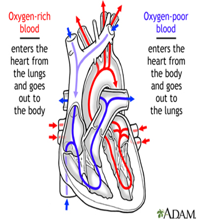 <p>What are the characteristics of the RIGHT HEART?</p>