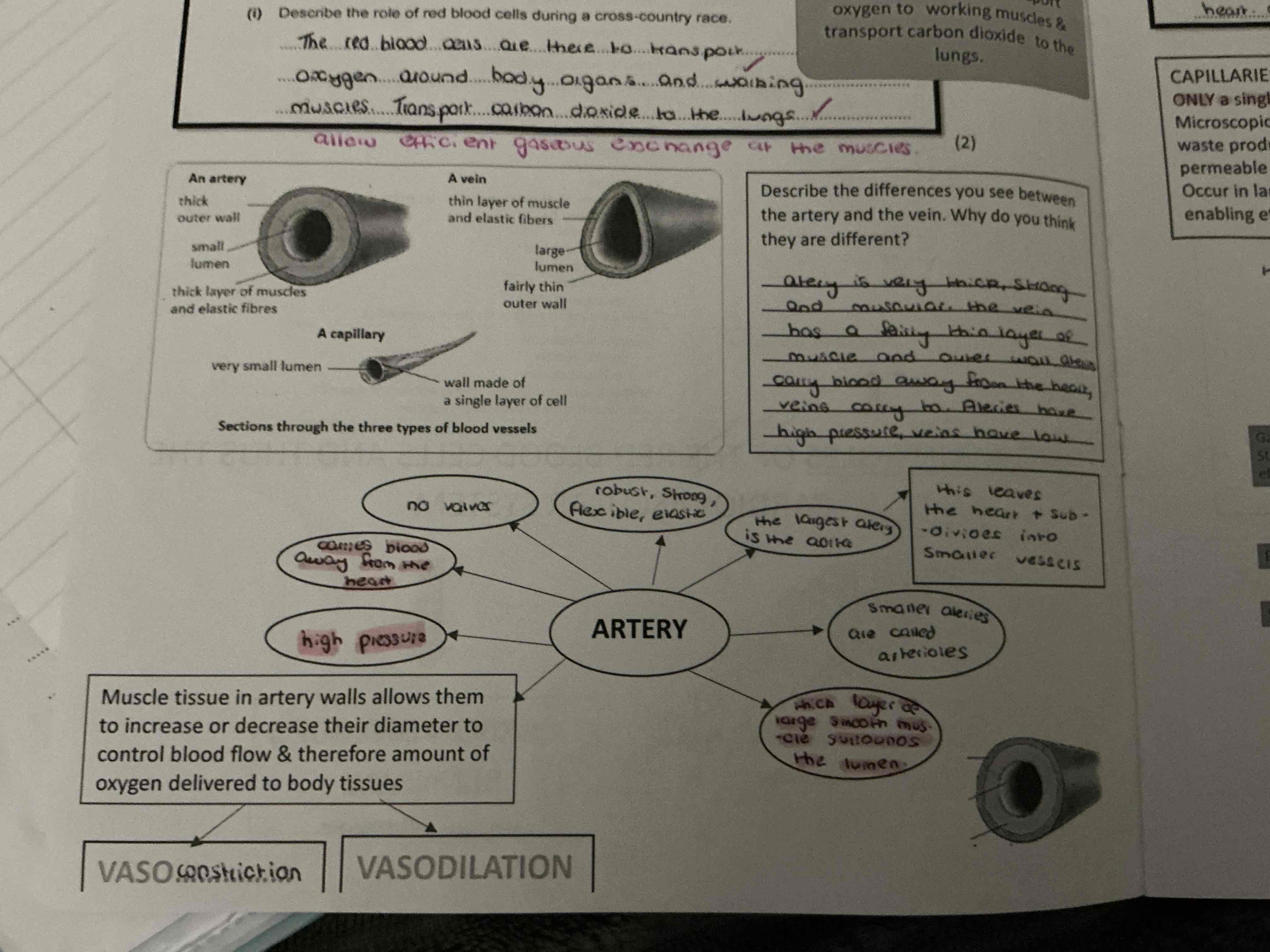 knowt flashcard image