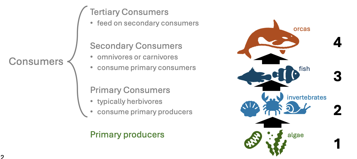 <p>are the hierarchical levels in an ecosystem, comprising producers, primary consumers, secondary consumers, and so on, that indicate the flow of energy and nutrients. </p>