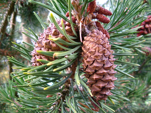 (Pinus contorta)