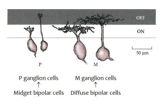 <ul><li><p>ganglioncellen → laatste laag van netvlies</p><ul><li><p>tegen tijd dat signalen hier toekomen heeft er al veel informatieverwerking plaatsgevonden</p></li><li><p>sommige informatie → gebundeld door convergentie</p></li><li><p>andere informatie is versterkt of geïnhibeerd door laterale pathways</p></li></ul></li><li><p>menselijk netvlies: ± 1.250.000 ganglioncellen = 1% van aantal fotoreceptoren</p><ul><li><p>dus er is een serieuze convergentie gebeurd onderweg!</p></li></ul></li><li><p>P-ganglioncellen</p><ul><li><p>= kleine ganglioncellen</p></li><li><p>krijgen informatie van midget bipolaire cellen</p></li><li><p>projecteren naar parvocellulaire (kleine cel) laag van nucleus geniculatus lateralis (LGN)</p></li><li><p>vormen ± 70% van ganglioncellen in menselijk netvlies</p></li></ul></li><li><p>M-ganglioncellen</p><ul><li><p>= grote ganglioncellen</p></li><li><p>krijgen informatie van diffuse bipolaire cellen</p></li><li><p>projecteren naar magnocellulaire (grote cel) laag van LGN</p></li><li><p>dendrieten van M-ganglioncellen spreiden zich veel meer uit dan die van P-ganglioncellen → hebben parapluvormig uiterlijk</p></li><li><p>± 8-10% van ganglioncellen in menselijk netvlies</p></li></ul></li></ul><p>→ M- &amp; P-ganglioncellen vormen samen ± 80% van alle ganglioncellen</p><ul><li><p>andere ganglioncellen = koniocellulaire cellen</p><ul><li><p>projecteren naar koniocellulaire lagen in LGN</p></li><li><p>sommige van deze (met input van S-kegeltjes) maken deel uit van ‘primordiale’ blauw-geel route</p></li></ul></li></ul><p></p>