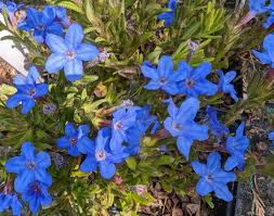 <p><em>Lithospermum</em></p>