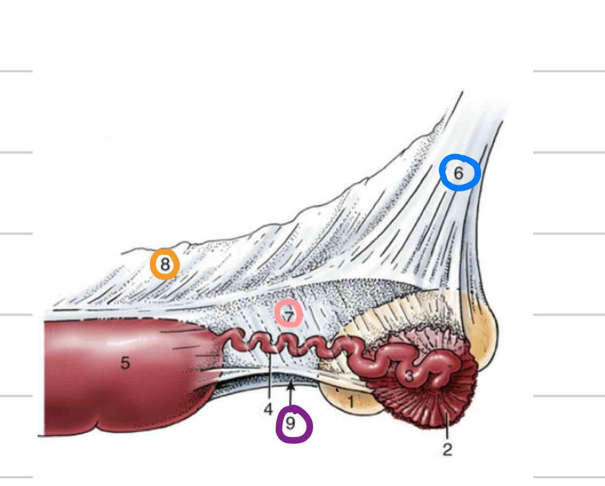 <ul><li><p>strong cord of fibromuscular tissue (9)</p></li><li><p>connects ovary to uterine horn</p></li></ul>