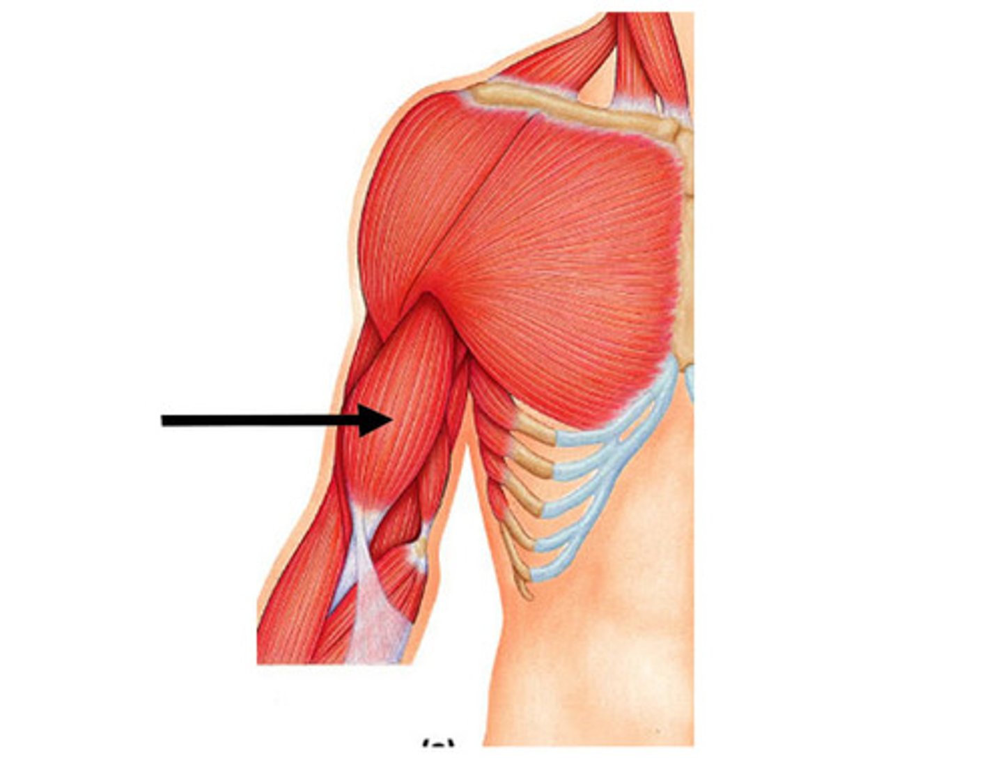 <p>Flexes arm, flexes forearm, supinates hand</p>