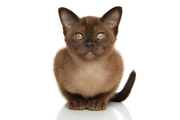 <p>Burmese</p>