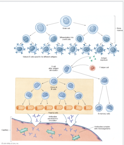 <p><span><span>Clonal Cell Theory</span></span></p>